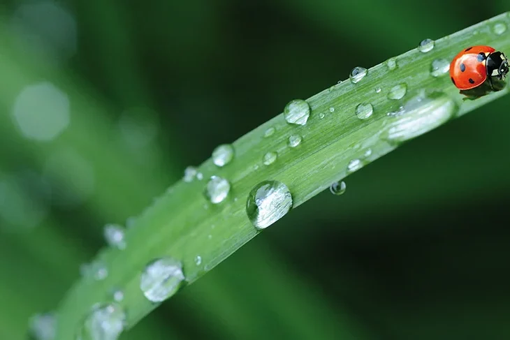 PIXABAY_ladybug-574971 copie