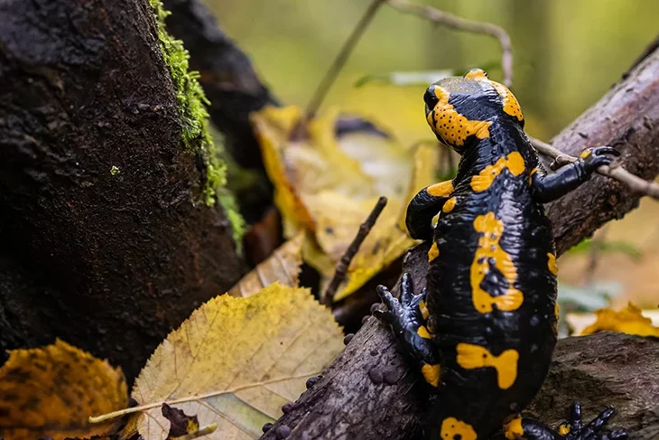 zdenek-machacek-U7pickyudCw-unsplash copie