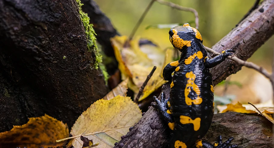 zdenek-machacek-U7pickyudCw-unsplash copie