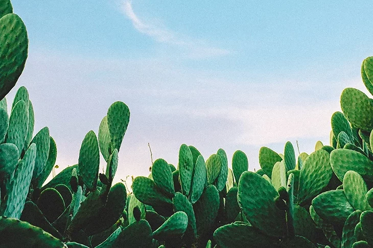 ashim-d-silva-USgb-K0TPxQ-unsplash copie