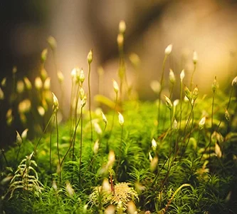 aidan-hodel-iUoftl9mlow-unsplash.2 aidan-hodel-iUoftl9mlow-unsplash.2