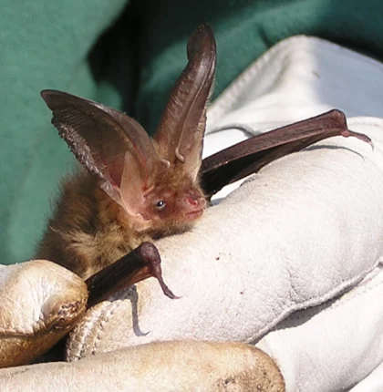 Brown long eared bat