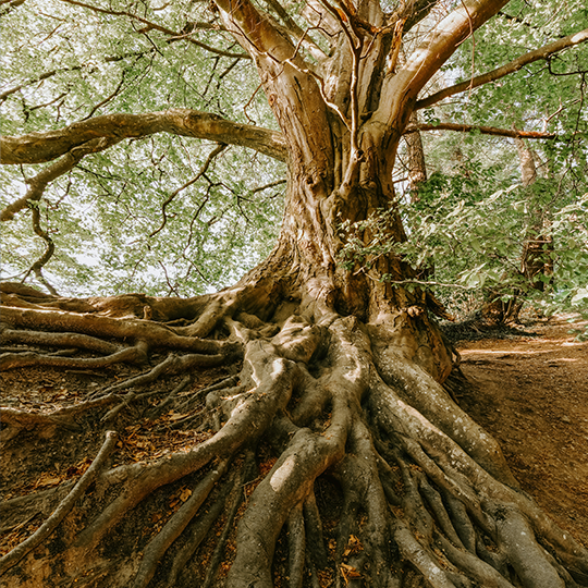 BiodivTransform_FAQ_felix-mittermeier-unsplash