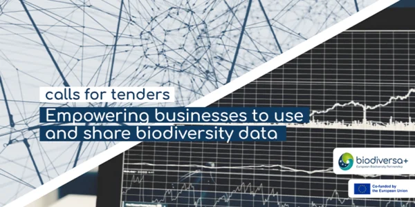 Calls for tenders: business guides