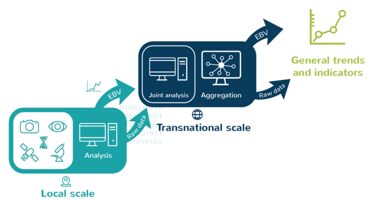 Proposed process for biodiversity information workflows