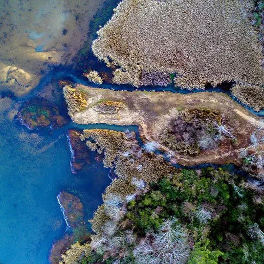 Guntersville estuary