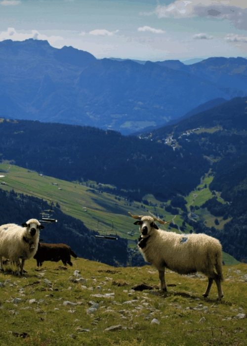 Photo by Jared van der Molen on Unsplash