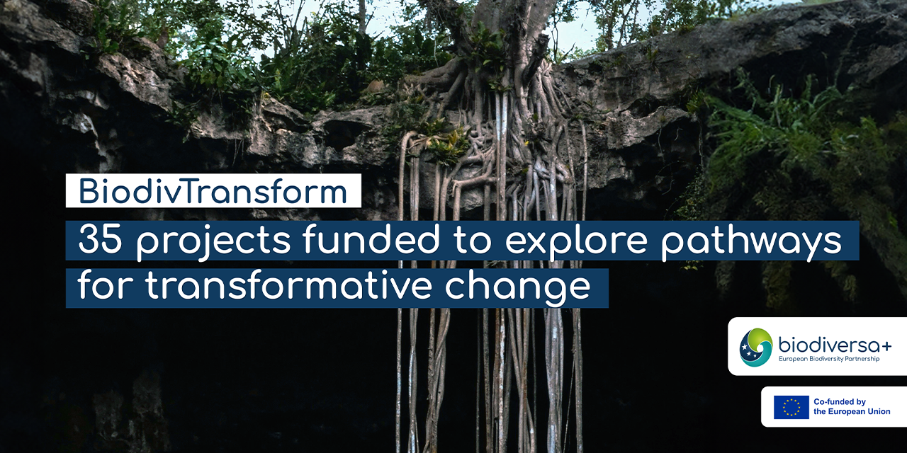 BiodivTransform results