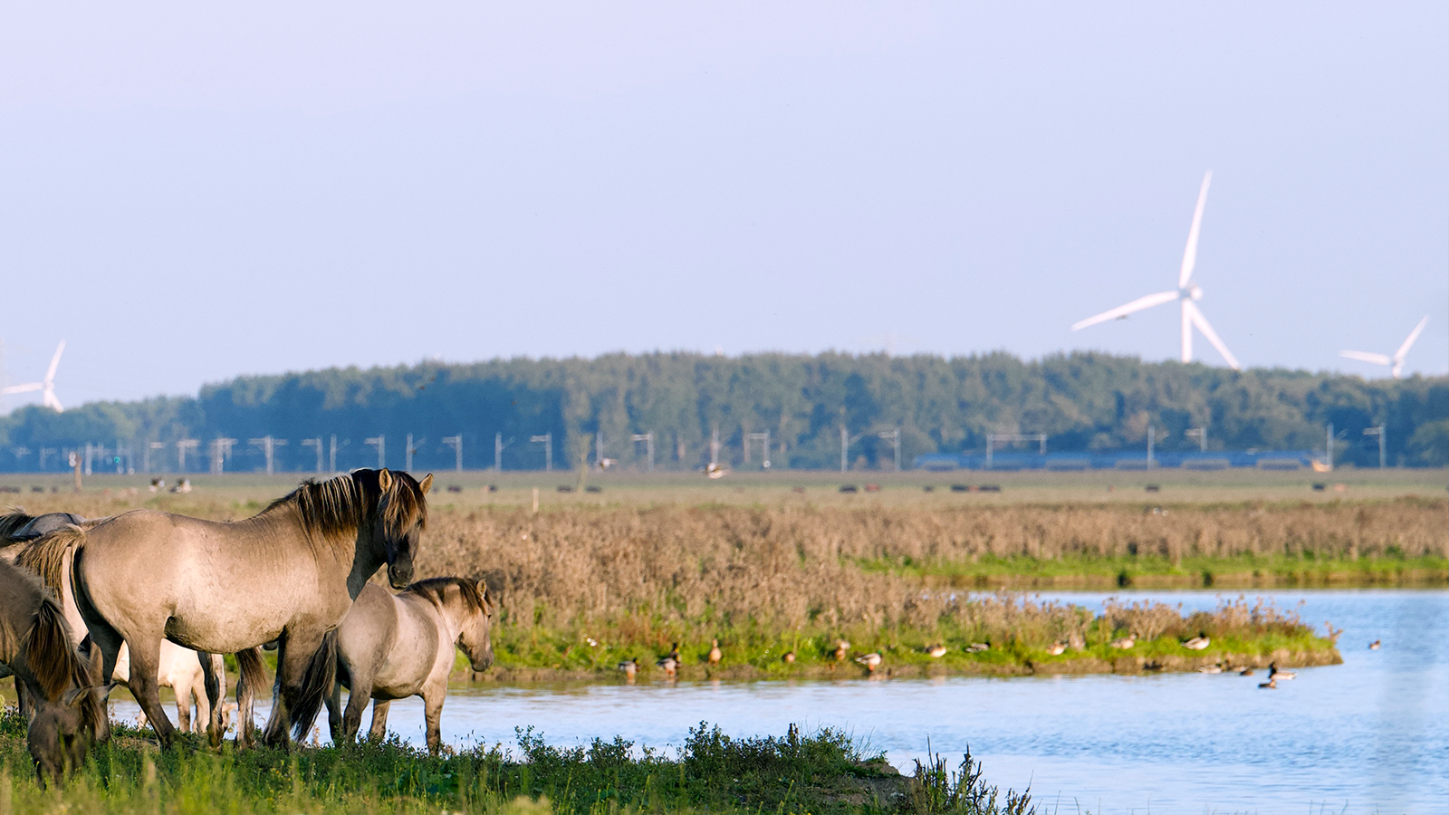 BiodivFuture, Oostvaardersplassen