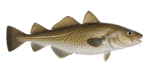 cod