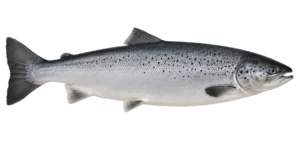salmon