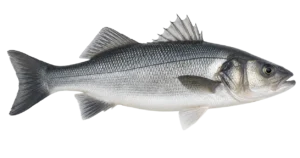 sea bass