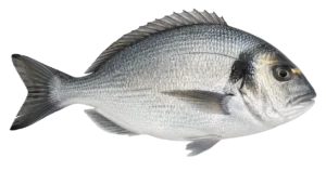 sea bream