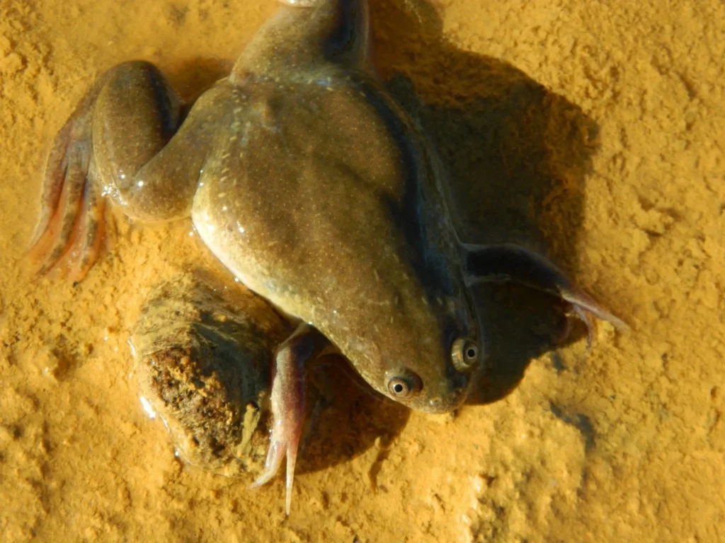 INVAXEN. Xenopus laevis. Xenopus laevis caught at the Ysterclip dam. Photo by A. de Villiers (INVAXEN)