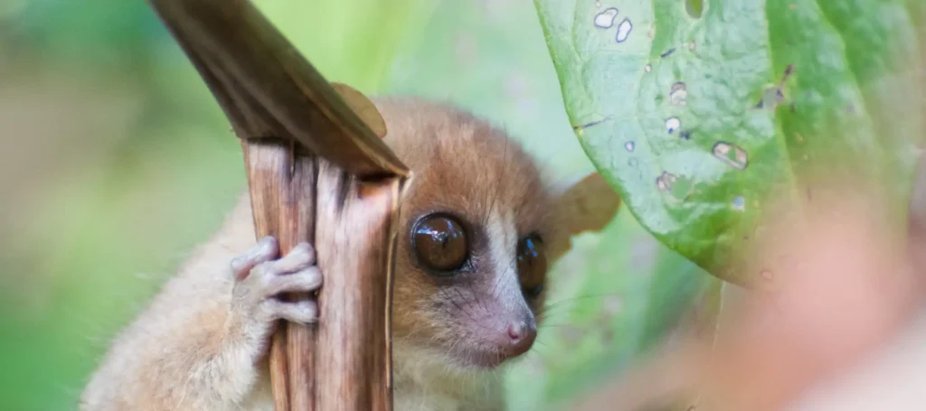 infrageco-lemur
